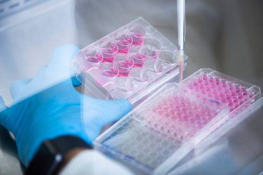 Hücre kültürü laboratuvarında hücre kültürü