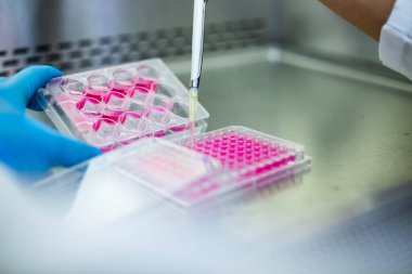 Hücre kültürü laboratuvarında hücre kültürü