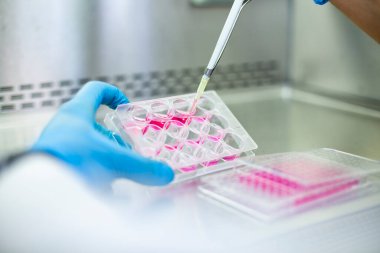 Hücre kültürü laboratuvarında hücre kültürü