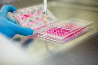 Hücre kültürü laboratuvarında hücre kültürü