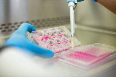 Tıp ve hücre kültürü laboratuvarında hücre kültürü