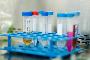 Tıp ve hücre kültürü laboratuvarında hücre kültürü