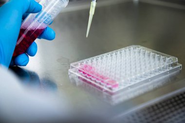 Laboratuvardaki hücre kültürü