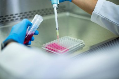 Laboratuvardaki hücre kültürü