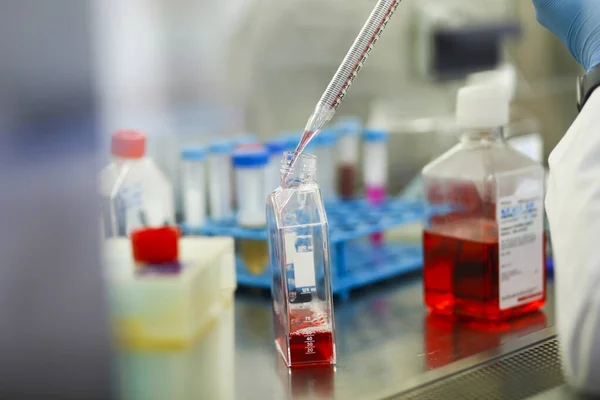 stock image cell culture at the medicine and cell culture laboratory