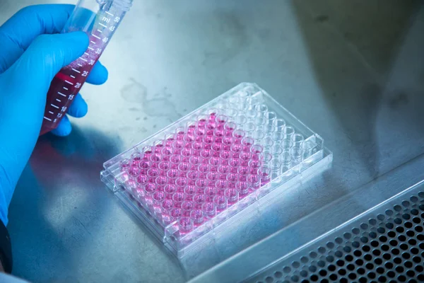 stock image cell culture at the safety cabinet 
