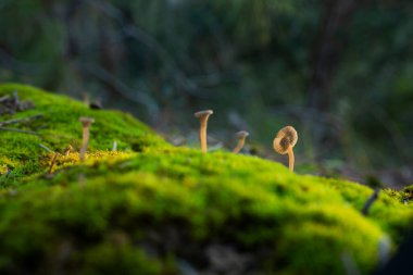 Doğada mantar fotoğrafı
