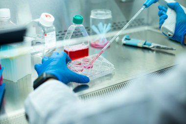 Laboratuvardaki hücre kültürü