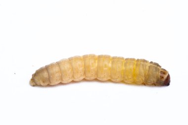 Galleria mellonella, en büyük balmumu.