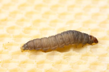 Galleria mellonella, en büyük balmumu.