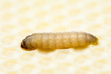 Galleria mellonella, en büyük balmumu.