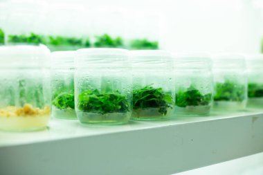 bitki dokusu laboratuvarı