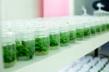 bitki dokusu laboratuvarı