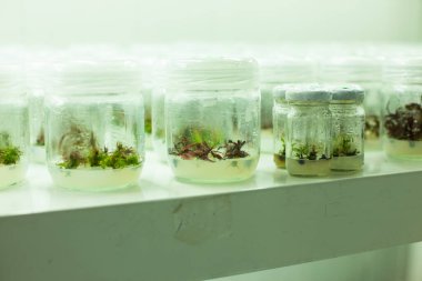 bitki dokusu laboratuvarı