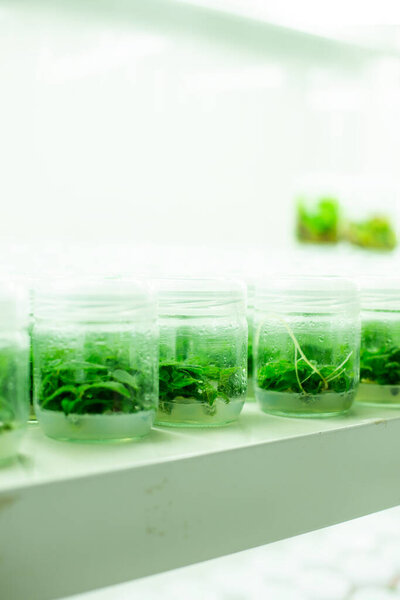 plant tissue culture laboratory