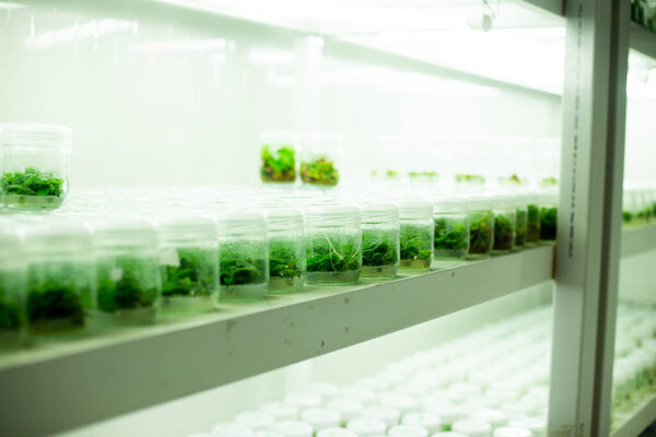 plant tissue culture laboratory