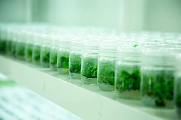 植物组织培养实验室 — 图库照片