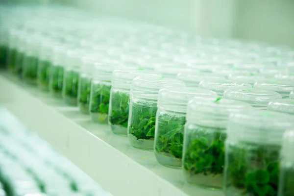 stock image plant tissue culture laboratory