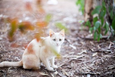 Şirin beyaz kedi resmi.