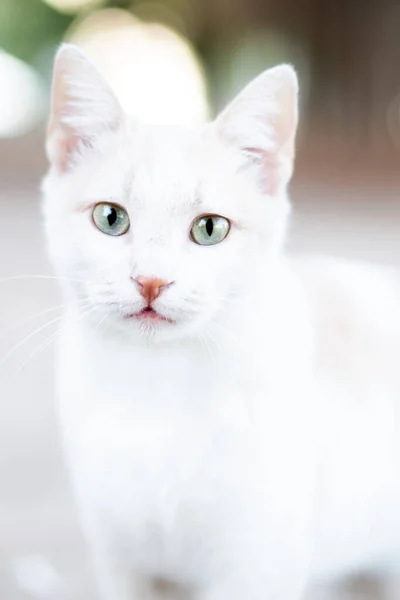 Lindo Blanco Gato Disparo — Foto de Stock