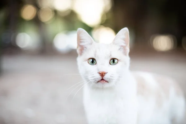 Bonito Gato Branco Tiro — Fotografia de Stock