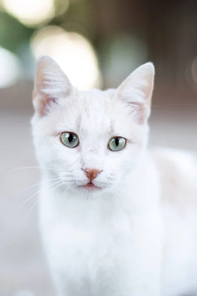 Lindo Blanco Gato Disparo — Foto de Stock