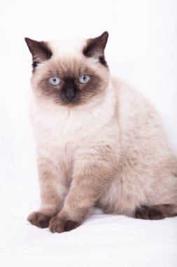 beyaz arkaplanlı kedi fotoğrafı