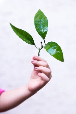 Ellerin seçici odak noktası, küçük yeşil bir bitkiyi toprak ile tutan çocuk. Büyüyen ağaç. Bahar sezonu. Çevreyi koru. Dünya günü. Dünya Günü. 