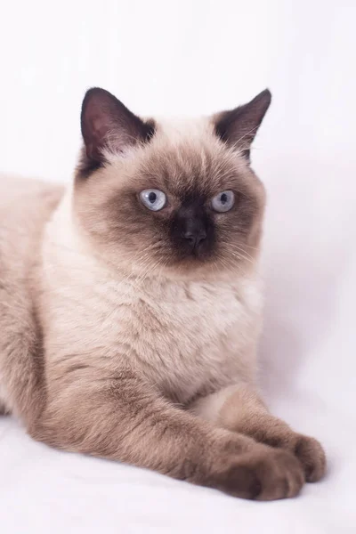 Kočka Fotografie Bílým Pozadím — Stock fotografie