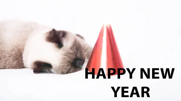 happy new year with cat