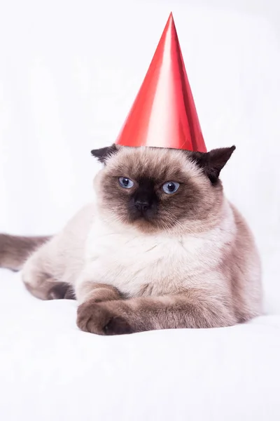 Happy New Year Cat — Stock Photo, Image
