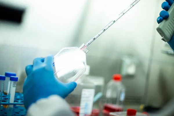 stock image cell culture at the laboratory of cell culture  medical and medicine 