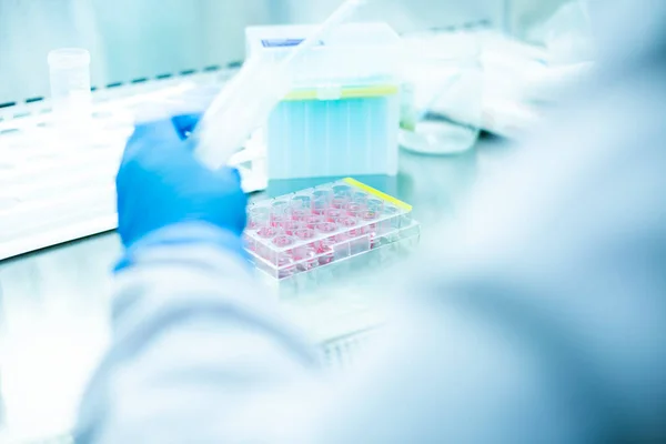 stock image cell culture at the laboratory of cell culture  medical and medicine 