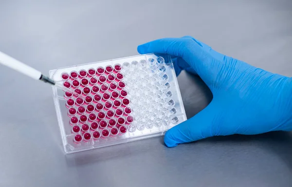 stock image cell culture at the laboratory of cell culture  medical and medicine 