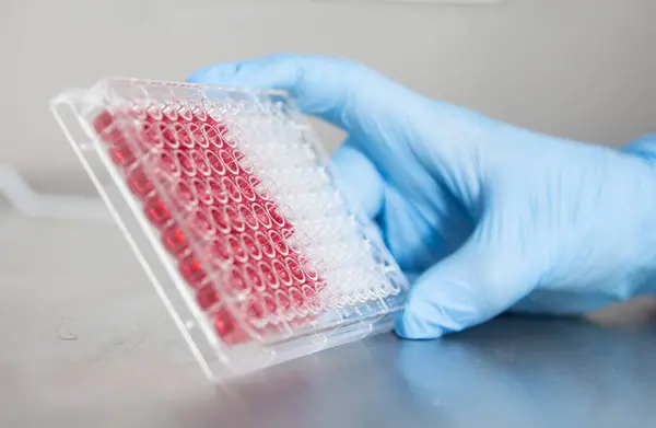 stock image cell culture at the laboratory of cell culture  medical and medicine 