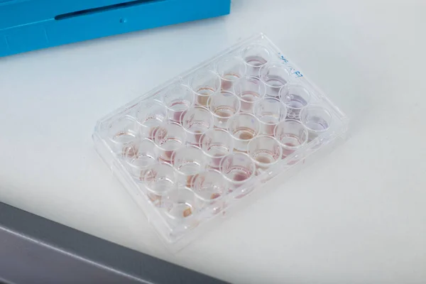 Hodowla Komórek Genetycznej Medycynie Biotechnologicznej Hodowli Komórkowej Laboratorium Medycznym — Zdjęcie stockowe