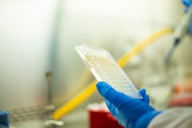 hücre kültürü ve mikrobiyoloji laboratuvarı 