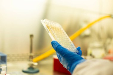 hücre kültürü ve mikrobiyoloji laboratuvarı 