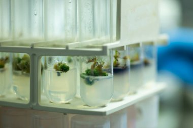 Daha büyük balmumu güve Galerisi Mellonella