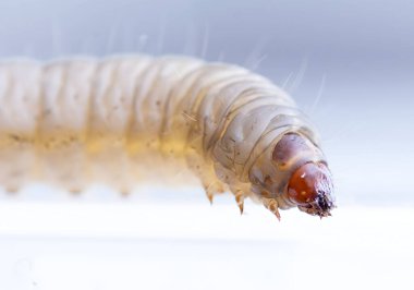 Daha büyük balmumu güve Galerisi Mellonella