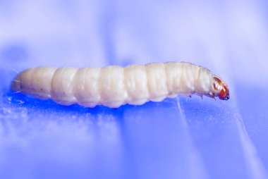 Biyoloji deneyi için kullanılan daha büyük balmumu güve galerisi Mellonela.