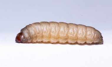 Biyoloji deneyi için kullanılan daha büyük balmumu güve galerisi Mellonela.