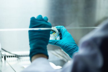 Laboratuvarda bitki dokusu kültürü, tarım bilimi.,