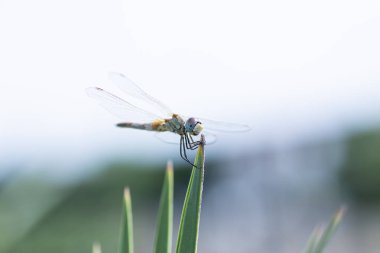 Yusufçuk doğal ortamında