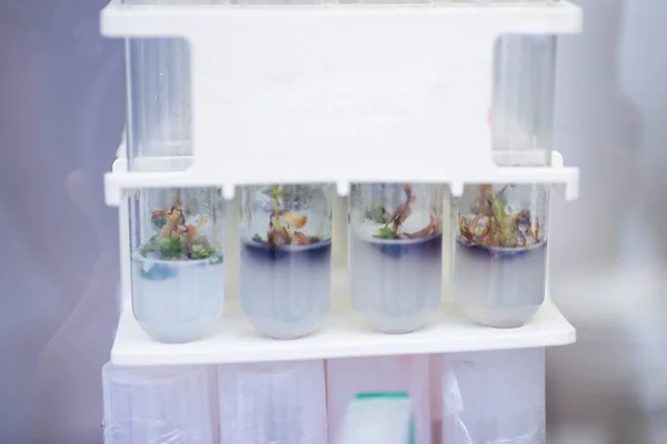 plant tissue culture at the laboratory, Agriculture science