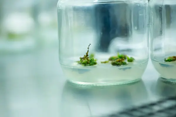 plant tissue culture at the laboratory, Agriculture science,