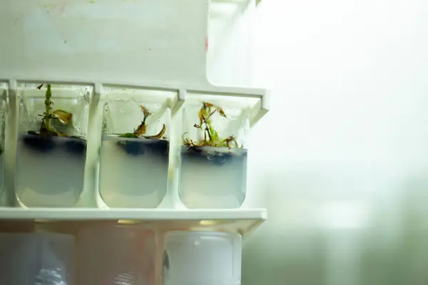 plant tissue culture at the laboratory, Agriculture science