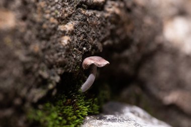 Ormanın Altında Rüya: Mantar Fotoğraflarıyla Yolculuk, Mantar