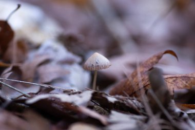 Ormanın Altında Rüya: Mantar Fotoğraflarıyla Yolculuk, Mantar