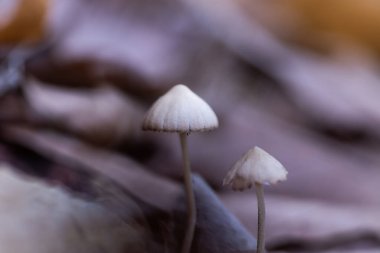 Ormanın Altında Rüya: Mantar Fotoğraflarıyla Yolculuk, Mantar